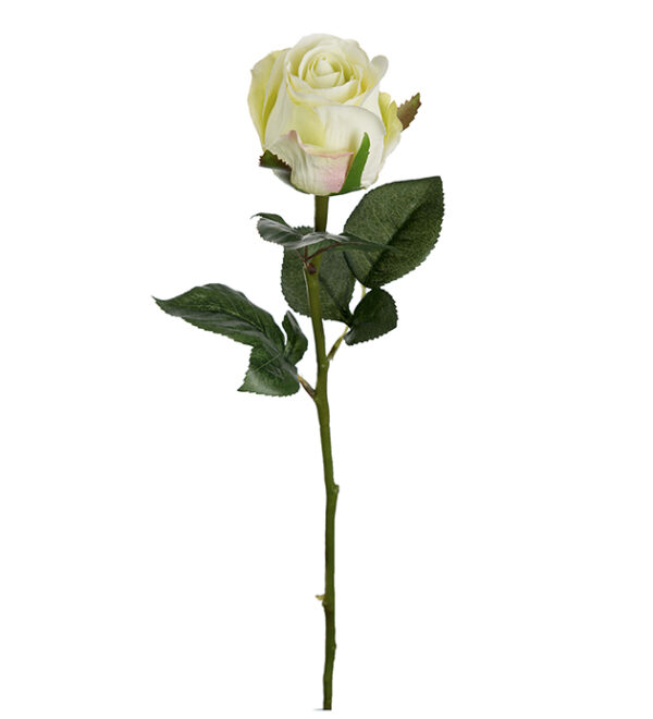 Ros 50cm Grön