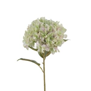 Hortensia 110cm Lime