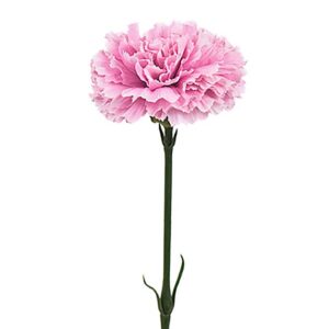 Nejlika 55cm rosa