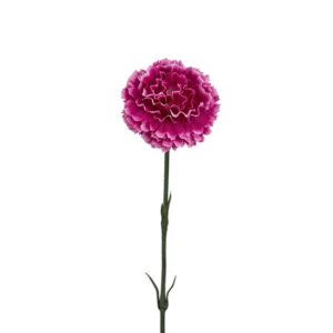 Nejlika 55cm lila