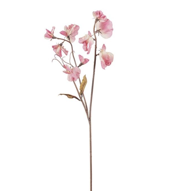 Luktärt torkat 55cm rosa