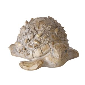 Turtle Elysia brown